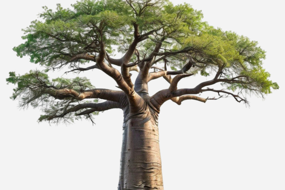 Le baobab : symbole de résilience et actif cosmétique puissant