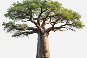 Le baobab : symbole de résilience et actif cosmétique puissant